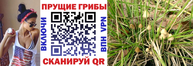 Купить Малгобек Галлюциногенные грибы мицелий